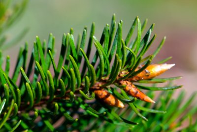Pseudotsuga glauca 'Blue Wonder' - douglaska sivá - jehlice